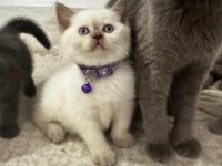 British Blue Point 1,5 Aylık Gri Beyaz Lila Yavru
