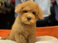 Toy Poodle Güzelliği