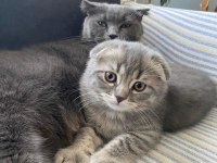 Scottish fold prensesim yeni yuvasını arıyor