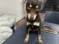 Pinscher Temel İtaat Eğitimi mevcuttur