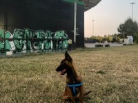 3 AYLIK DİŞİ BELÇİKA MALİNOİS