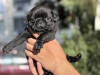 A KALİTE PUG MOPS YAVRULAR