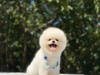 SHOW CLASS ORJİNAL AYI SURAT POMERANİAN BOO YAVRULARIM