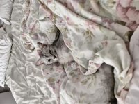 ÜCRETSİZ british shorthair 1 yaşında