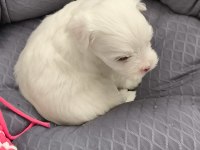2 AYLIK MALTİPOO SIFIR NUMARA