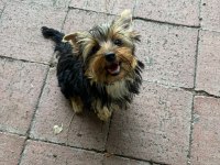 Yorkshire terrier yavrularım
