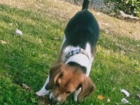 15 aylık güzeller güzeli beagle kraliçem saf kan