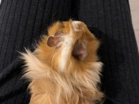 Çift guinea pig