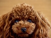 Red Toy Poodle Bebekler