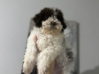 Normaline göre daha minik boy lagotto bebekler