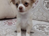 Teacup şivava