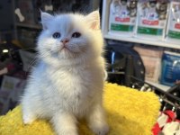 Safkan British Shorthair