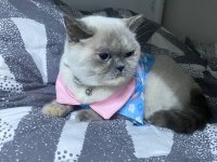 British shorthair sütlacımıza yuva arıyoruz