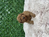 Toy Poodle bebekler