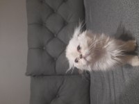 Scottish fold blue point yavrumuz