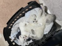 Scottish fold yavrular çok tatlı
