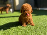 TOY POODLE YAVRULAR BAKIMLI VETERİNER KONTROLLÜ