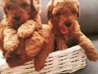 Anne altından poodle