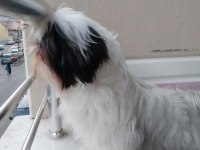 Shih tzu kızımız lila ailesini arıyor