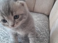 Satılık cins kediler