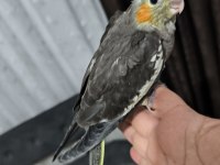 Sultan papağanı yavruları 2 aylık
