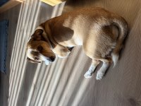 İnanılmaz uysal köpeğimiz yeni yuvasını arıyor