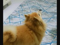 Pomeranian Tilki Surat