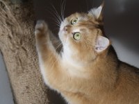 BRİTİSH SHORTHAİR BAL KÖPÜKLERİ YENİ AİLELERİNİ ARIYOR