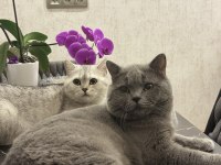 Alerjim Çıktığı İçin Kedilerimi Ücretsiz British Shorthair