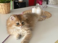 British Longhair Golden NY11 Yavrumuz Full Şecereli