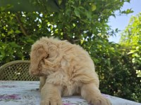 Baby face golden retriever bebeklerimi