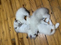 Yavru british shorthair