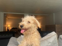 6 Aylık Maltipoo Ücretsiz Sahiplendirilecektir