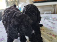 siyah poodle anne ve yavruları