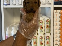 Ruhsatlı çiftlikten poodle yavrularımız