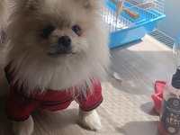 Pomeranian boo en küçük boy uygun