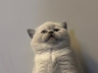 Top kafa british shorthair