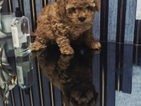 Küçük boy toy poodle değerlendirmeden geçmeyin