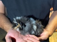 Guinea Pig Yavruları