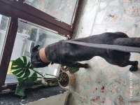 Ücretsiz sahiplendirilecek safkan cane corso