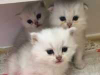3 Aylık erkek chinchilla bebekler