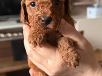 Toy poodle yavrular