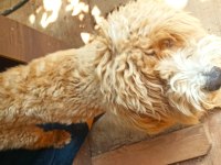 Ücretli sahiplendirme toy poodle