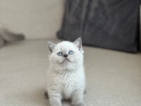 OYUNCU BLUE POİNT SAFKAN BRİTİSH SHORTHAİR YAVRUM