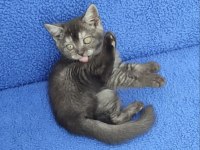 YENİ YUVASINA GİTMEYE HAZIR  BRİTİSH PONÇİK