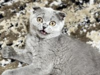 British scottish fold
