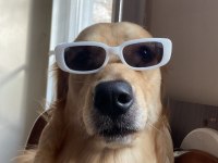 Golden Retriever Aşırı Sevimli