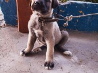 Yavru Kangal
