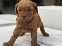 Kore Kan Toypoodle