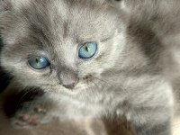 2 aylık scottish fold